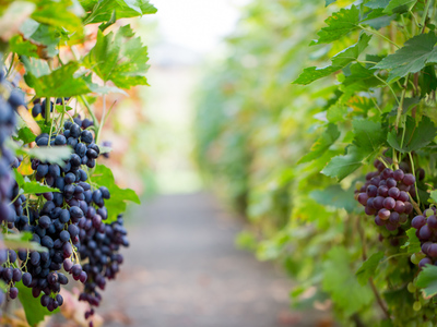 Winnica Kinga w Nowej Wsi zdjęcie 1