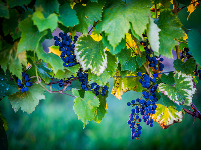 Winnica Kinga w Nowej Wsi zdjęcie 2