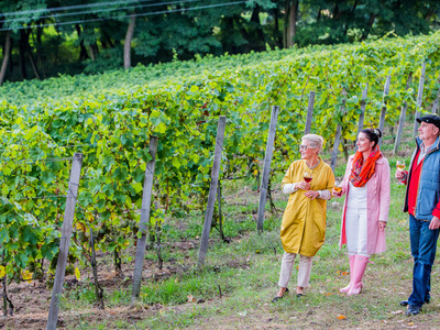 Winnica Stara Winna Góra w Górzykowie