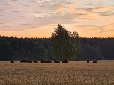 Żubry w Mierzęcinie. Zdjęcie zrobiła Agnieszka Gumna na drodze między Mierzęcinem a Podleścem w gminie Dobiegniew 12 lipca 2021 r. nad ranem. 