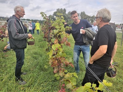Zbiór winogron
