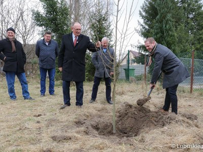 Wicemarszałkowie Stanisław Tomczyszyn i Łukasz Porycki sadzą lipą w zielonogórskim skansenie
