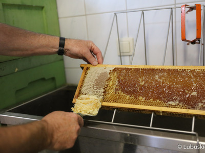 Pokaz zbierania miodu