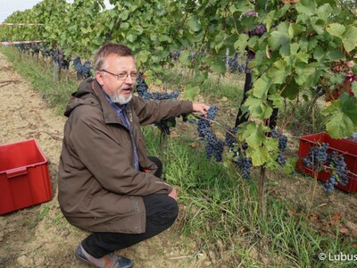 Winobranie na winnicy samorządowej w Zaborze