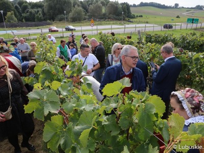 Winobranie na winnicy samorządowej w Zaborze