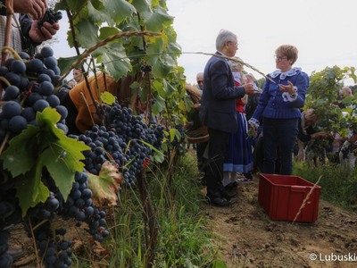 Winobranie na winnicy samorządowej w Zaborze