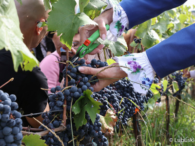 Winobranie na winnicy samorządowej w Zaborze