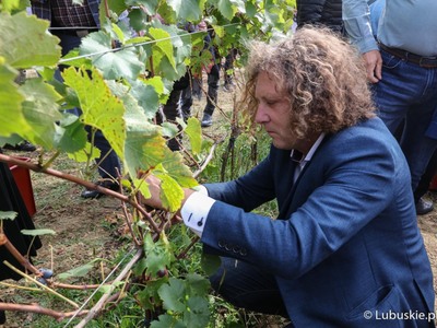 Prezydent Sopotu Jacek Karnowski podczas zbioru winogron na winnicy samorządowej w Zaborze
