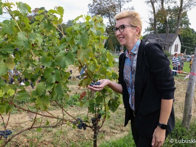 Posłanka RP Katarzyna Osos podczas zbioru winogron na winnicy samorządowej w Zaborze