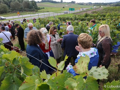 Winobranie na winnicy samorządowej w Zaborze