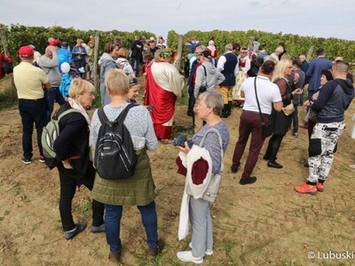 Winobranie na winnicy samorządowej w Zaborze