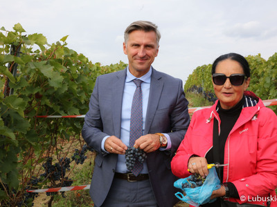 Poseł RP Waldemar Sługocki podczas zbioru winogron na winnicy samorządowej w Zaborze