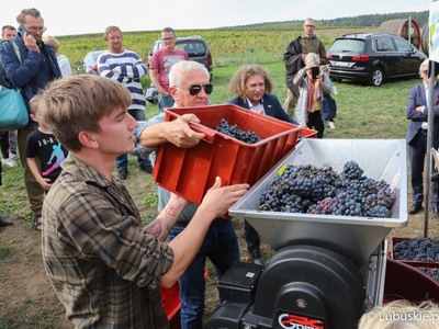 Winobranie na winnicy samorządowej w Zaborze