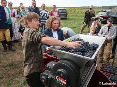 Winobranie na winnicy samorządowej w Zaborze