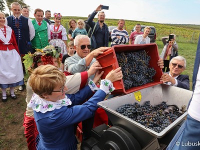 Winobranie na winnicy samorządowej w Zaborze. Marszałek Elżbieta Anna Polak, Sanator RP Wadim Tyszkiewicz, Marek Wójcik ze Związku Miast Polskich oraz Bachus wrzucają zebrane owoce do maszyny, która oddziela grona od szypułek.