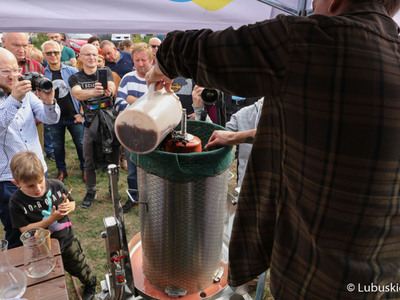 Winobranie na winnicy samorządowej w Zaborze