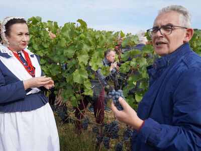 24 września 2022 r. VII Winobranie z Piknikiem Zdrowia i Profilaktyki w Lubuski Centrum Winiarstwa w Zaborze