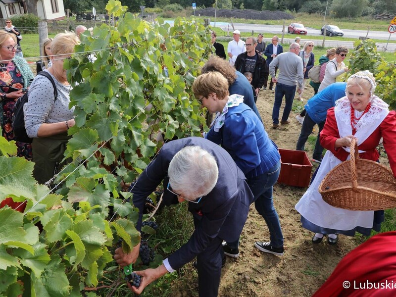 Winobranie na winnicy samorządowej w Zaborze. Zbiór owoców.