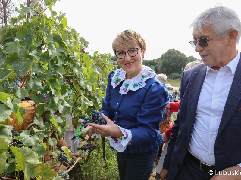 Marszałek Elżbieta Anna Polak oraz Marek Wójcik ze Związku Miast Polskich podczas zbioru winogron na winnicy samorządowej w Zaborze