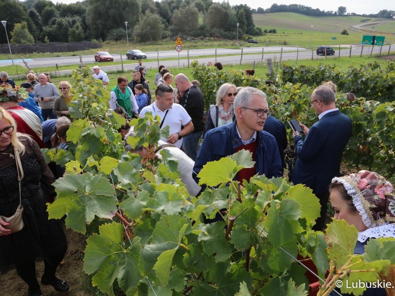 Winobranie na winnicy samorządowej w Zaborze