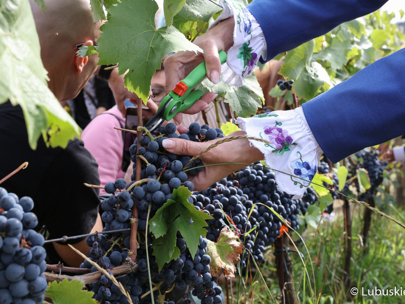 Winobranie na winnicy samorządowej w Zaborze