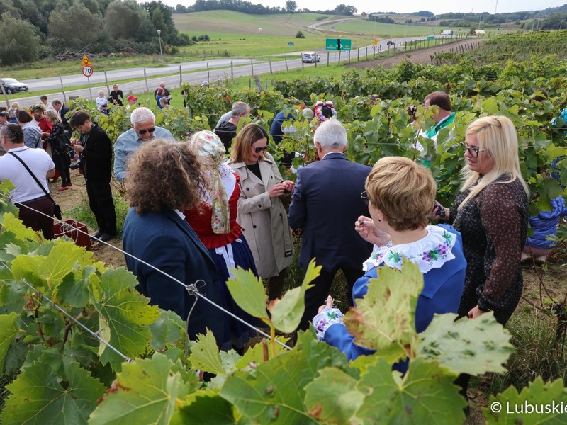 Winobranie na winnicy samorządowej w Zaborze