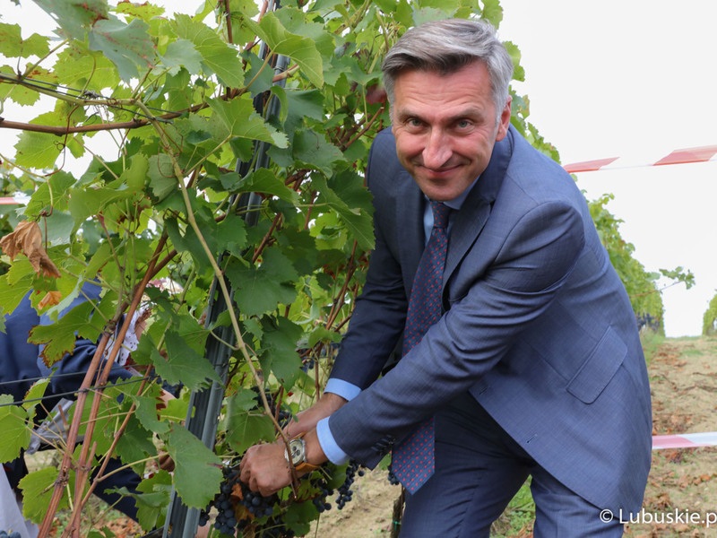 Poseł RP Waldemar Sługocki podczas zbioru winogron na winnicy samorządowej w Zaborze