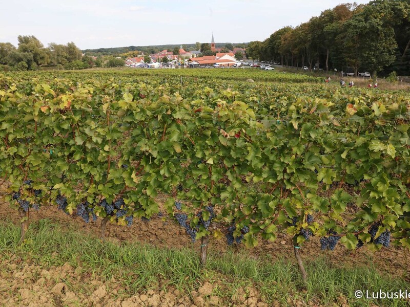 Winnica samorządowa w Zaborze