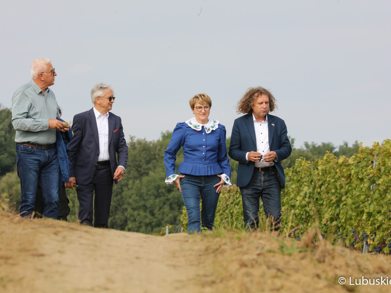 Marszałek Elżbieta Anna Polak, prezydent Sopotu Jacek Karnowski (z prawej), Senator RP Wadim Tyszkiewicz (z lewej) oraz Marek Wójcik ze Związku Miast Polskich podczas zbioru winogron na winnicy samorządowej w Zaborze