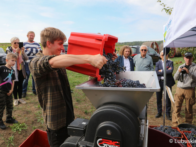 Winobranie na winnicy samorządowej w Zaborze
