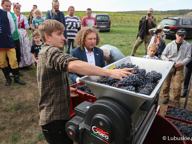 Winobranie na winnicy samorządowej w Zaborze