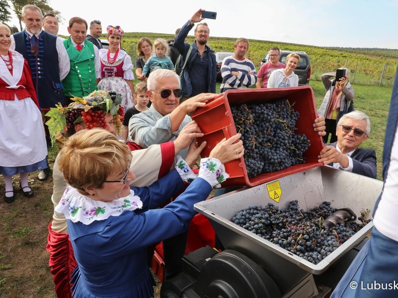 Winobranie na winnicy samorządowej w Zaborze. Marszałek Elżbieta Anna Polak, Sanator RP Wadim Tyszkiewicz, Marek Wójcik ze Związku Miast Polskich oraz Bachus wrzucają zebrane owoce do maszyny, która oddziela grona od szypułek.