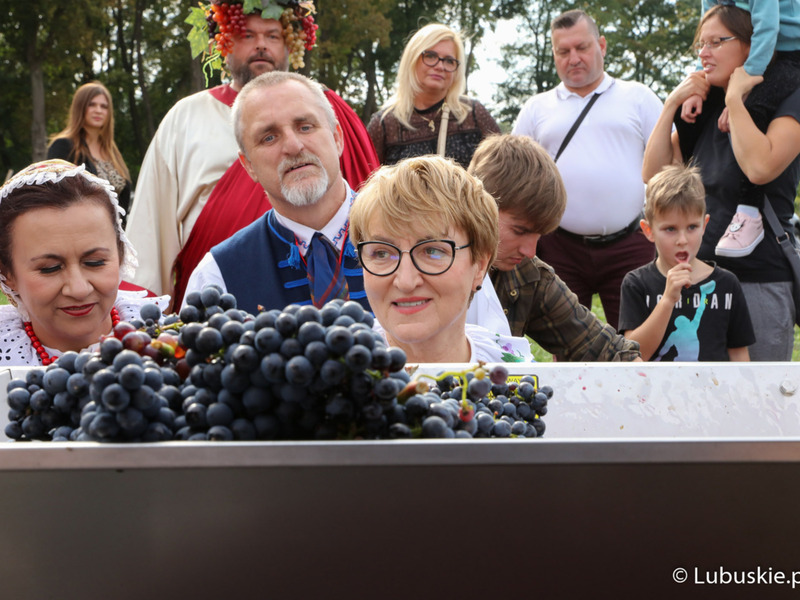 Marszałek Elżbieta Anna polak (po środku) podczas winobrania na winnicy samorządowej w Zaborze