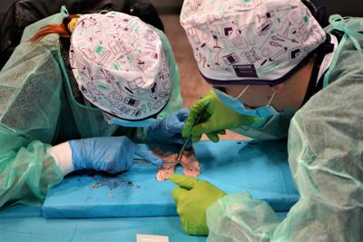 20 maja 2023 r. Collegium Medicum Uniwersytetu Zielonogórskiego i Uniwersytet Medyczny im. Karola Marcinkowskiego w Poznaniu po raz czwarty zorganizowały w Zielonej Górze Mistrzostwa Polski w Szyciu Chirurgicznym