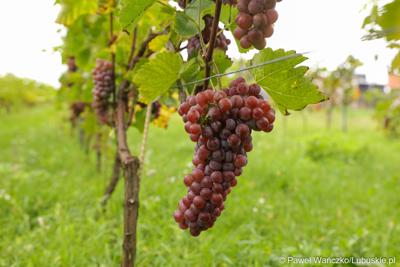 Winogrona na winnicy samorządowej w Zaborze