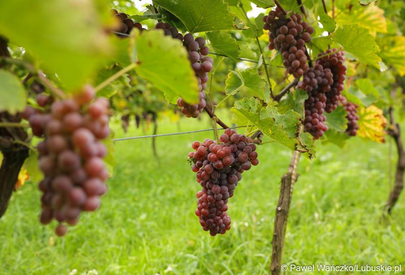 Winogrona na winnicy samorządowej w Zaborze