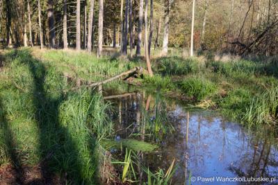 Park położony przy Centrum Leczenia Dzieci i Młodzieży w Zaborze