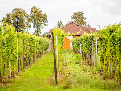 Winorośla