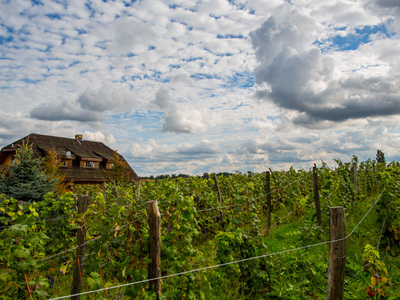 Winnica