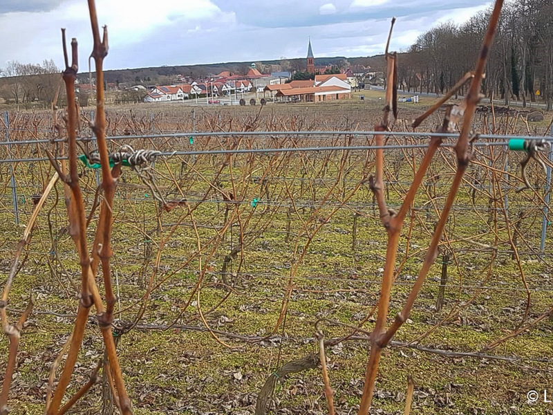 Samorządowa winnica w Zaborze jest największą winnicą w Polsce.