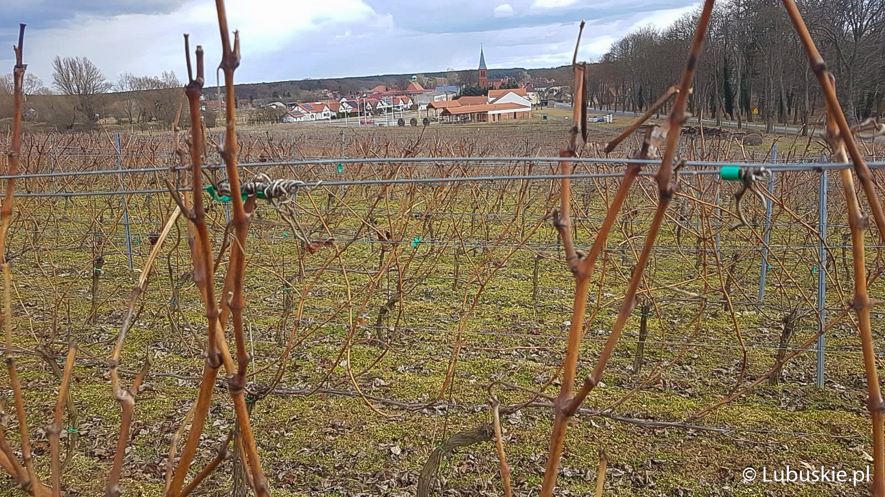 Samorządowa winnica w Zaborze jest największą winnicą w Polsce.