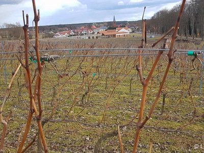 Samorządowa winnica w Zaborze jest największą winnicą w Polsce.