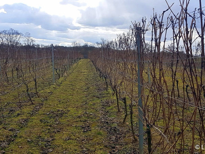Właściwym momentem na przycinanie krzewów winorośli jest koniec lutego i początek marca. Przy obecnej pogodzie jest to już ostatni dzwonek na tego typu zabieg. Ale uwaga! Należy jednak unikać cięcia przy dużym mrozie