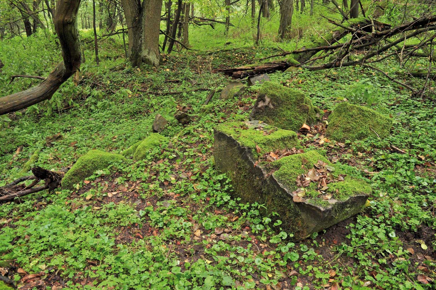 pk_gryzynski__ruiny_mlyna_srodkowego_na_gryzynskim_potoku_str22.jpg