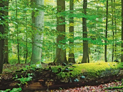 Drawieński Park Narodowy