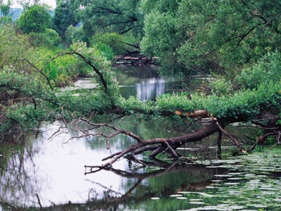 Park Narodowy "Ujście Warty" 