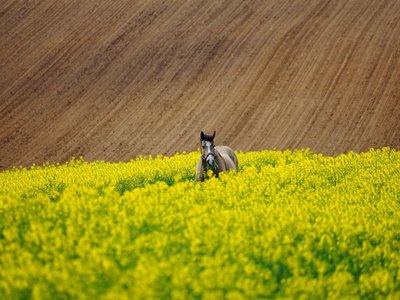 Wnioski o wybór operacji należy składać w dniach od 14 do 28 lutego 2022 r.