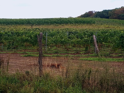 Winnica samorządowa w Zaborze