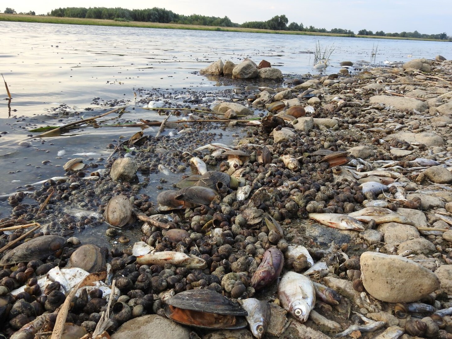 Brzeg Odry usłany martwymi rybami, małżami i ślimakami